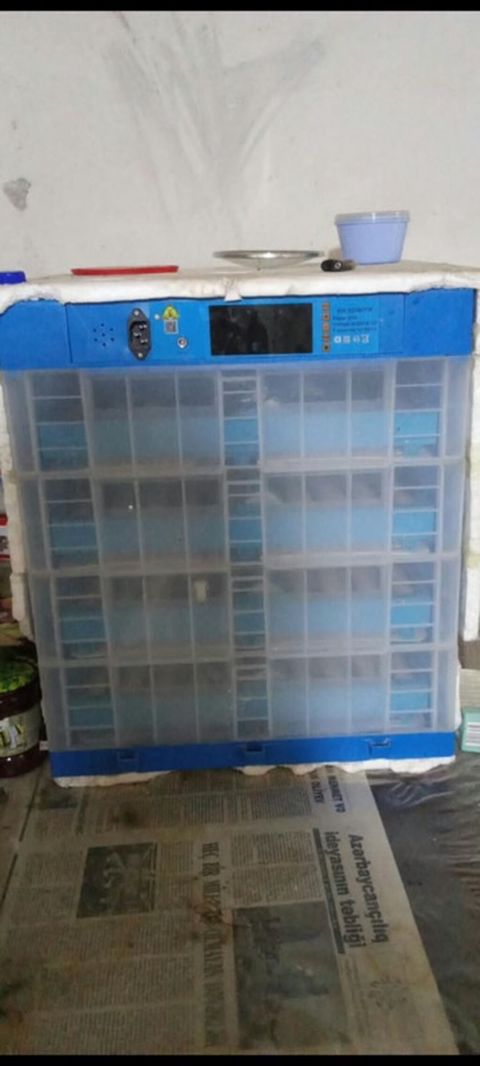 300 yumurta, Bütün növ quşlar üçün — Bakı