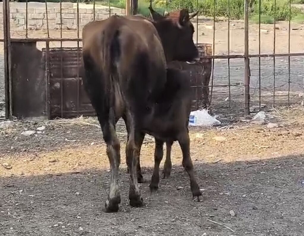 Bu duye 1 ci qarin dogub balasi disidi südüde 5-6litr olur anqus erkek — Heyvanlar, Sumqayıt (2)