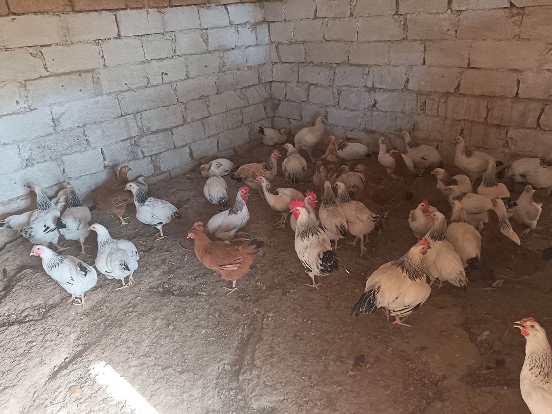 Serebrist fərə və xoruzlar — Quşlar, Hacıqabul (3)