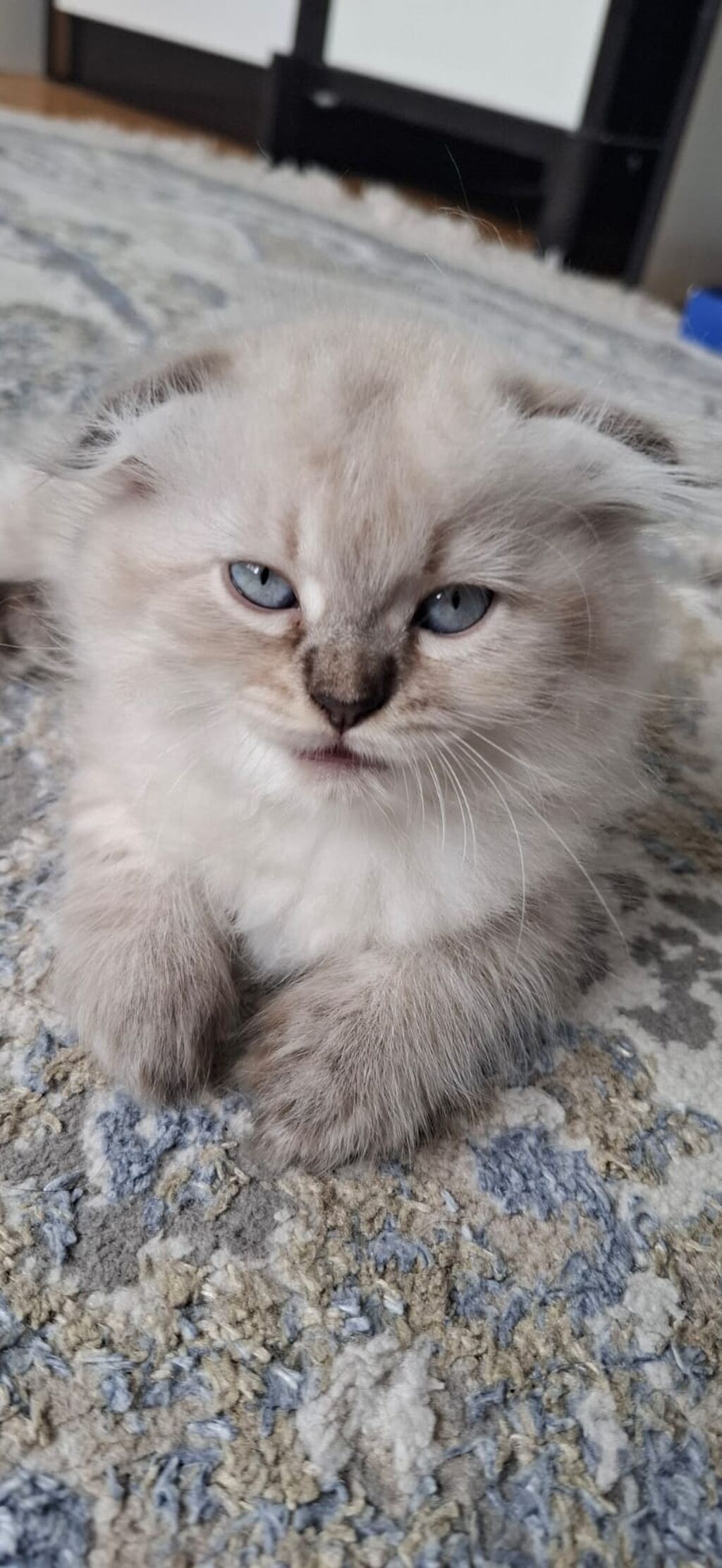 Şotland, Dişi, Yaxşı əllərə, Ödənişli çatdırılma — Pişiklər, Gəncə