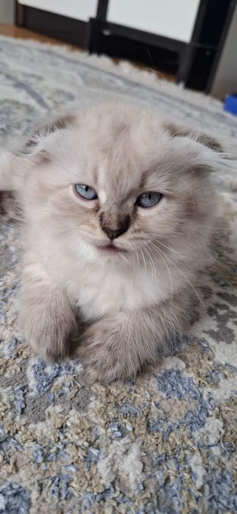 Şotland, Dişi, Yaxşı əllərə, Ödənişli çatdırılma — Gəncə