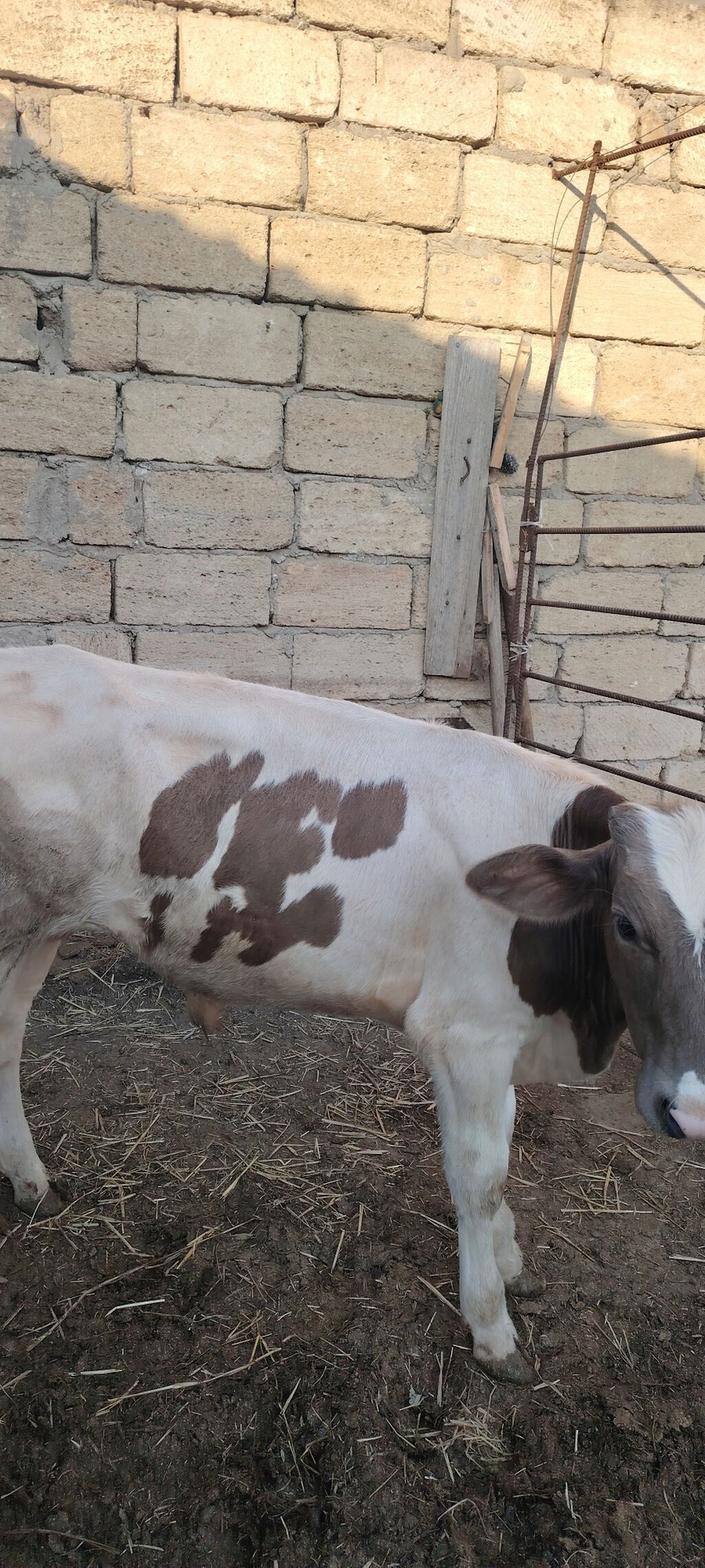 Qaramal – dişi buzov/simalı düyə - Rəng: ağ-qəhvəyi ləkəli, alnında — Heyvanlar, Digah (2)