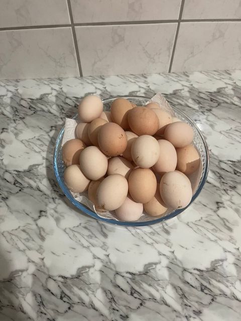 Avstralop yumurtası — Bakı