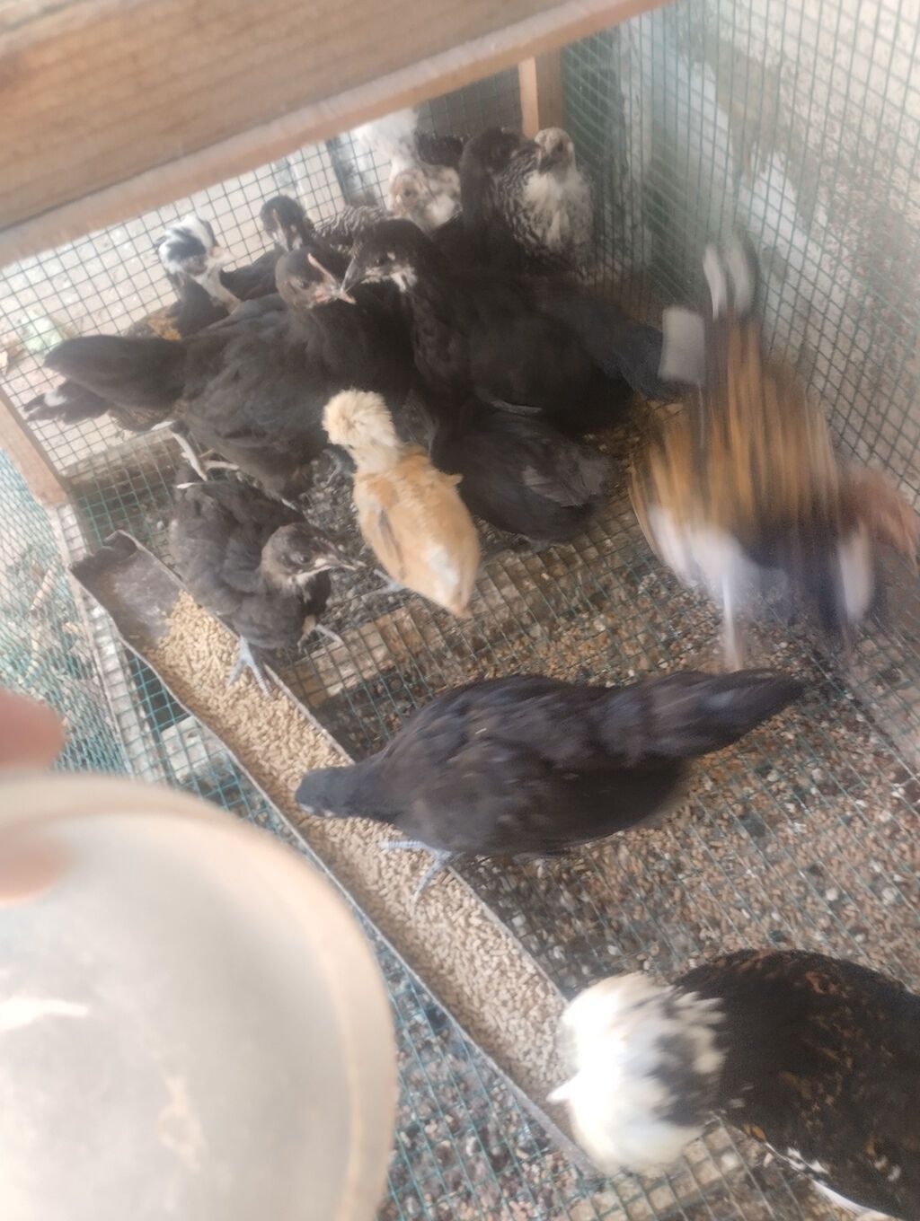 Toyuq, Australorp, Damazlıq, Ünvandan götürmə — Heyvanlar, Bakı (3)