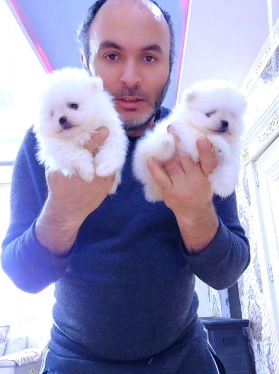 Pomeranian şpits — Heyvanlar, Bakı (6)