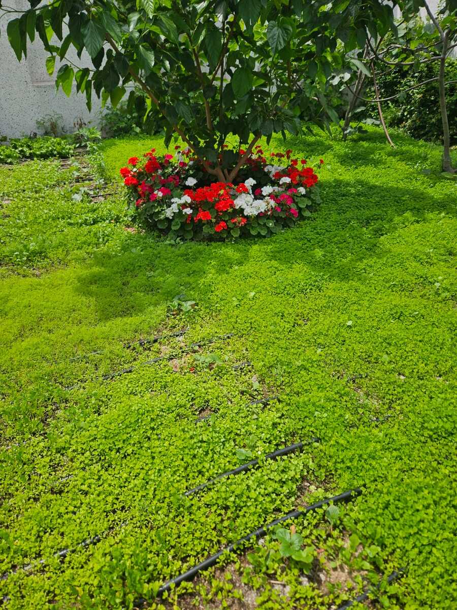 İcarəyə verilir 3 otaqlı həyət evi/bağ evi 360 m² — Ev, villa, Bakı (5)