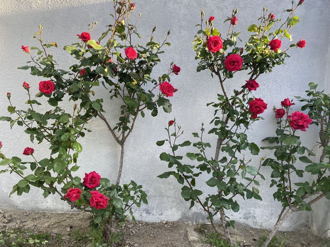 Satılır 5 otaqlı həyət evi/bağ evi 150 m² — Ev, villa, Bakı (12)
