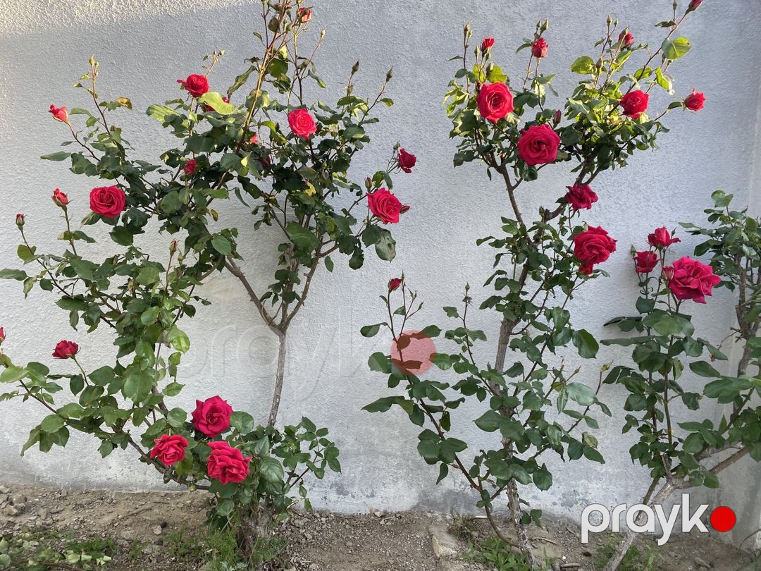 Satılır 5 otaqlı həyət evi/bağ evi 150 m² — Ev, villa, Bakı (12)