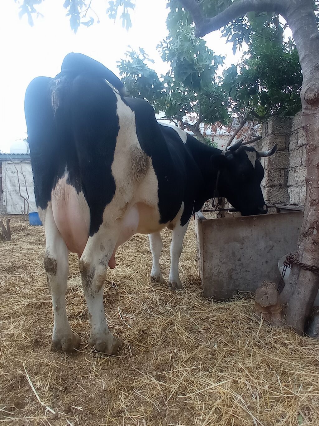 Təzə doğub 3 qarına balası super heyvandı öz qapı malimdı sudu 20 — Heyvanlar, Digah (4)