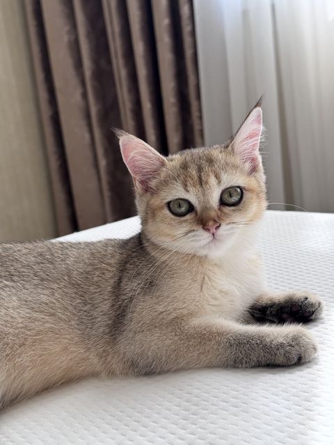 Qızılı şinşilla pişiyi — Sumqayıt