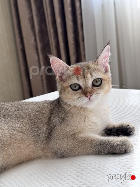 Qızılı şinşilla pişiyi — Sumqayıt