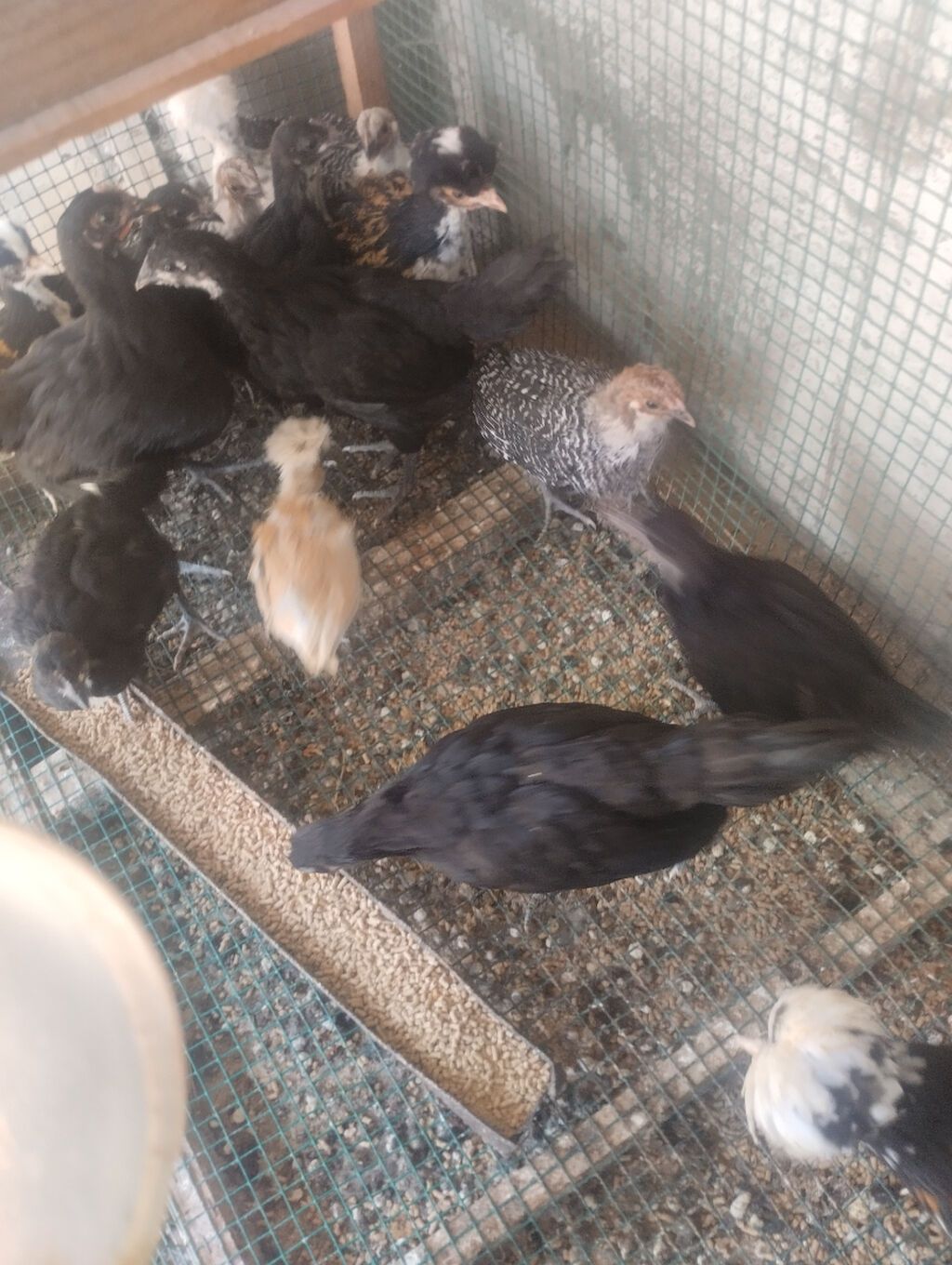 Toyuq, Australorp, Damazlıq, Ünvandan götürmə — Heyvanlar, Bakı (4)