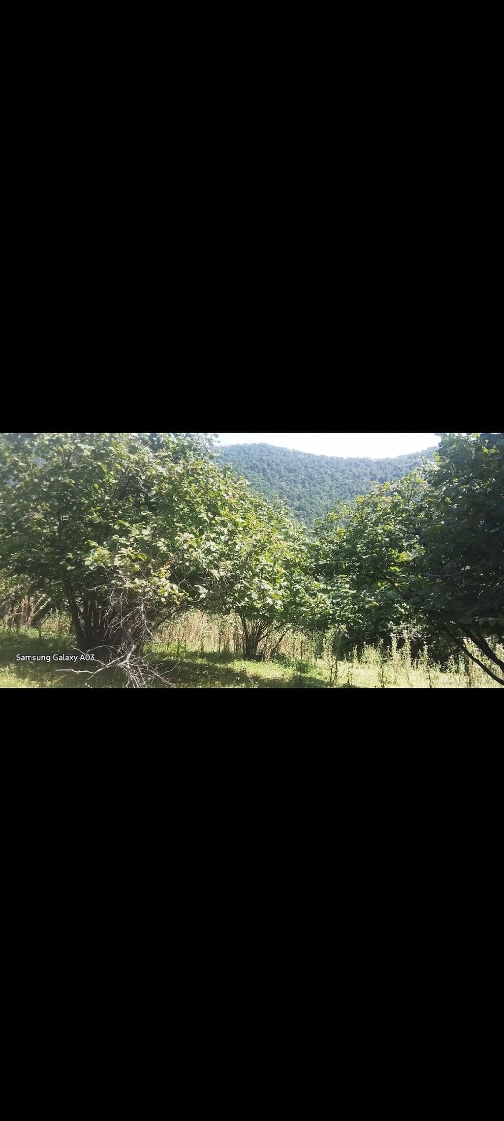 Qax rayonu Zerne kendinde 18 sot meşə ilə əhatələnmiş, dağ mənzərəli — Torpaq, Qax (5)