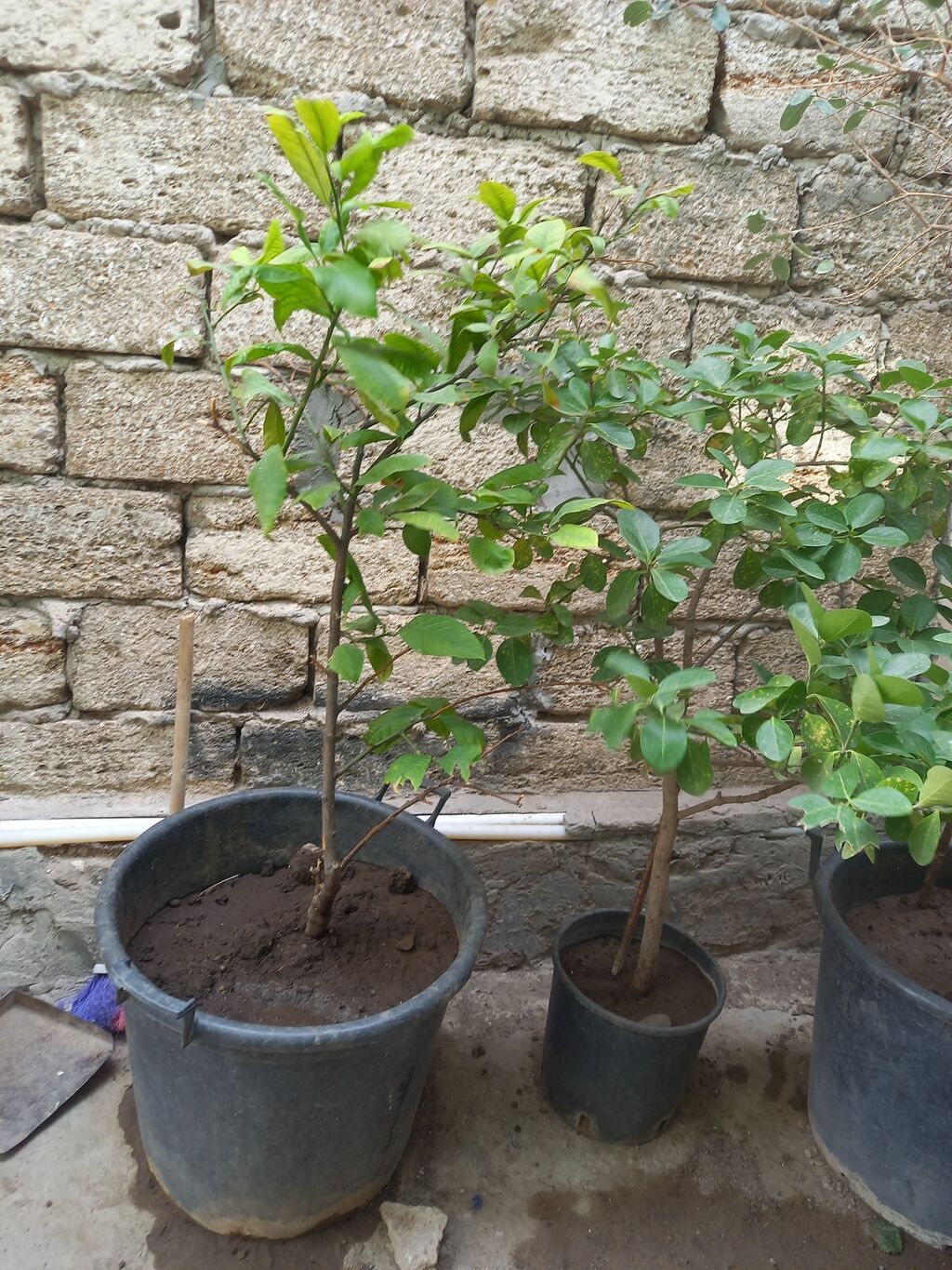 Limon agaci 2 eded. Birinin ustunde 1 eded limon var sekilde — Bitkilər, Bakı