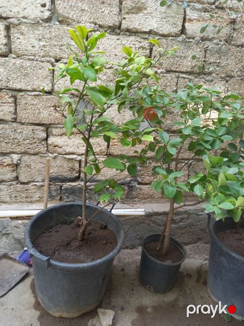 Limon agaci 2 eded. Birinin ustunde 1 eded limon var sekilde — Bakı