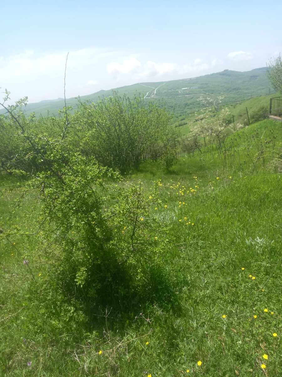 Satılır torpaq 50 sot — Torpaq, Şamaxı (4)