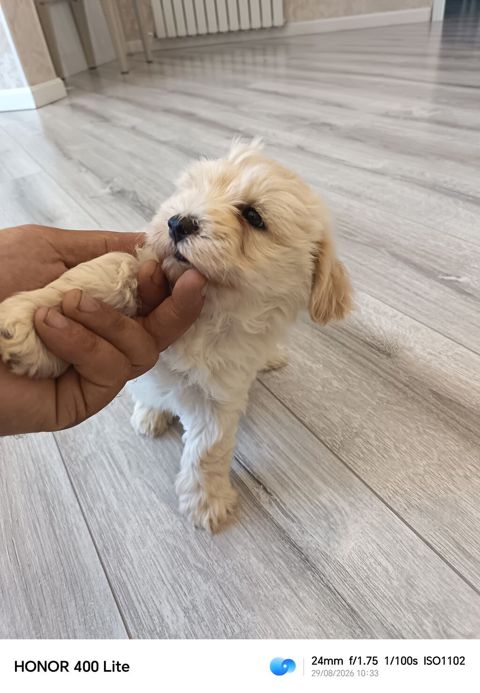 Pudel, 2 ay, Erkək, Peyvəndli, Pulsuz çatdırılma — Novxanı