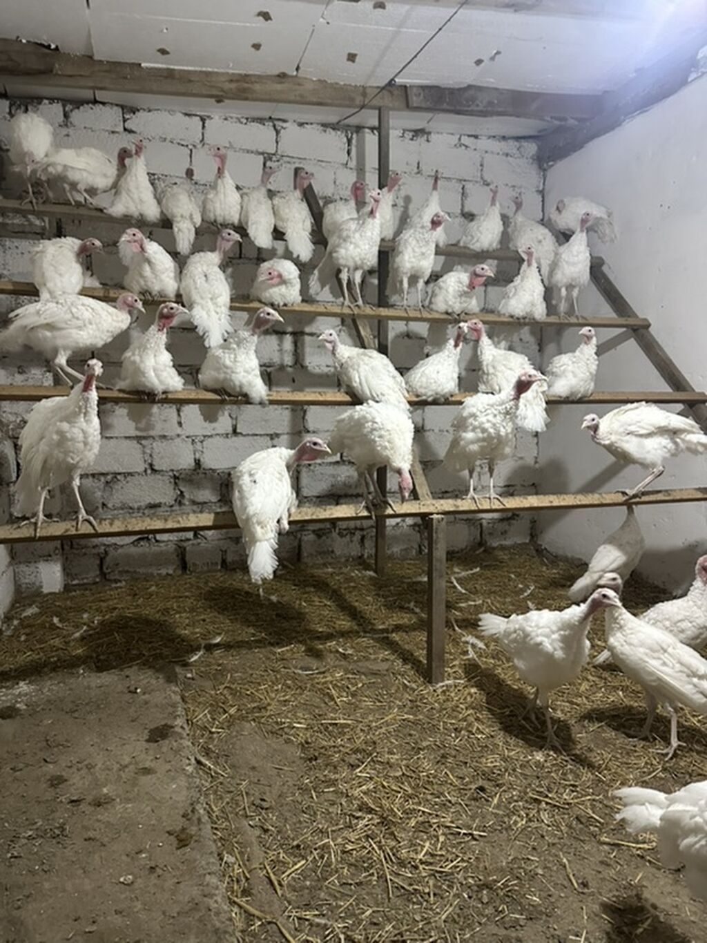 Ağ rəngli hind toyuqları (hinduşka) – etlik damazlig istiqamət say 50 — Heyvanlar, Digah (2)