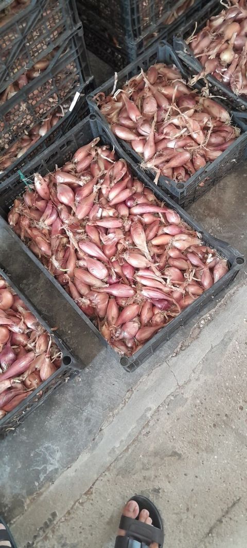 Soğan — Bakı