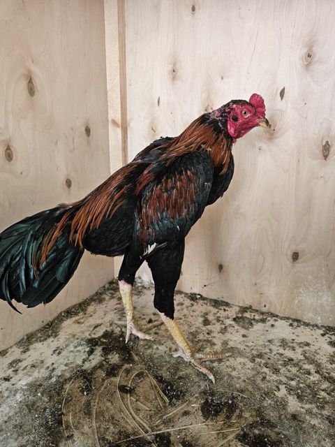 Heyratı toyuq — Ağcabədi