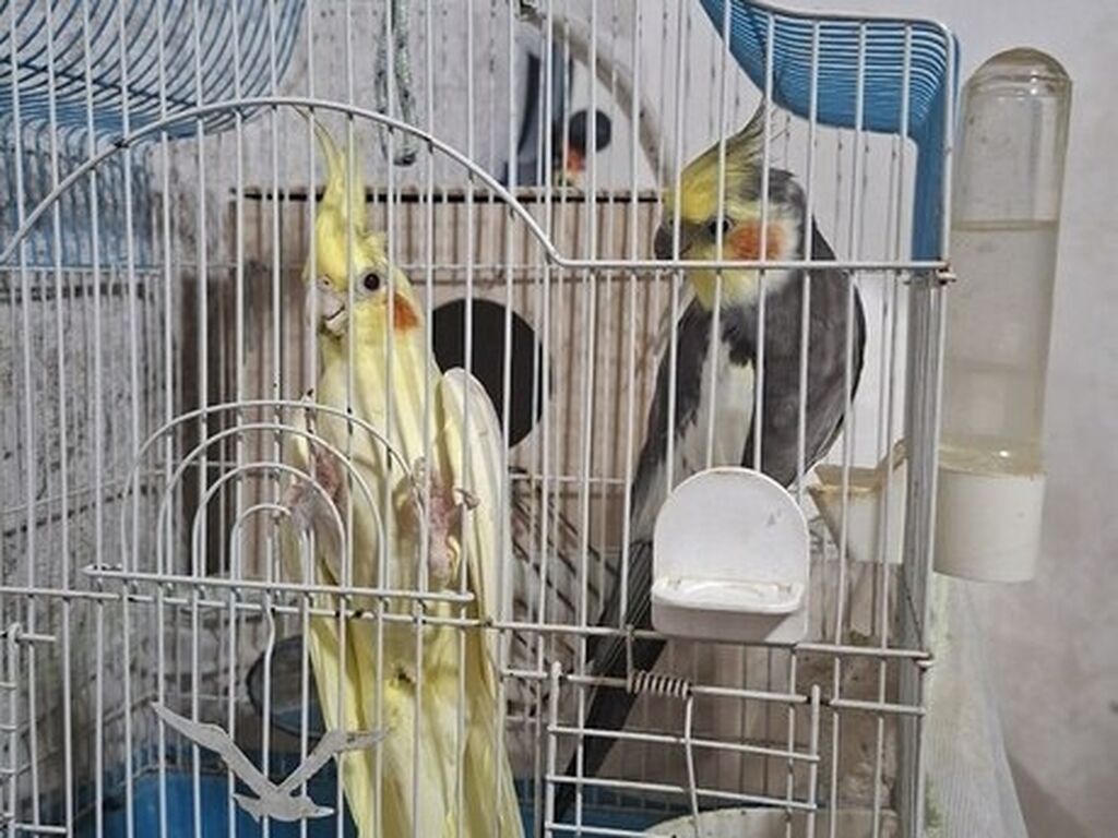 Nimfa (Cockatiel) cütü və qəfəs dəsti - Növ: Nimfa tutuquşuları (1 — Quşlar, Bakı