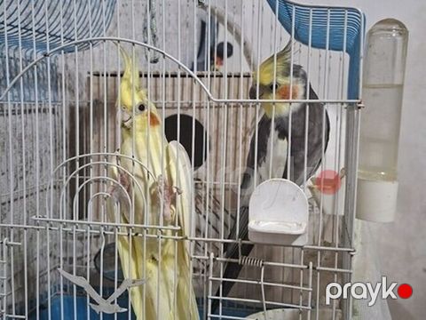 Nimfa (Cockatiel) cütü və qəfəs dəsti - Növ: Nimfa tutuquşuları (1 — Bakı