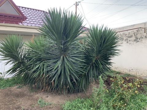 Dekorativ Yucca kolları – iri ölçülü, çoxgövdəli, sərt uclu tünd-yaşıl — Bakı