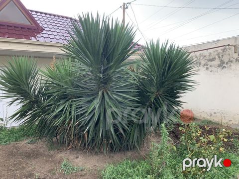 Dekorativ Yucca kolları – iri ölçülü, çoxgövdəli, sərt uclu tünd-yaşıl — Bakı