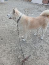 Akita-inu, 1 il — Bakılı Qedes — İtlər
