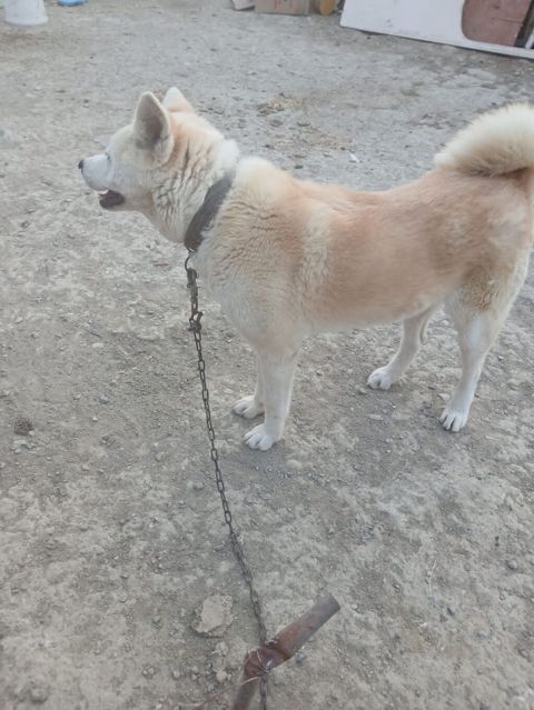 Akita-inu, 1 il — Salyan