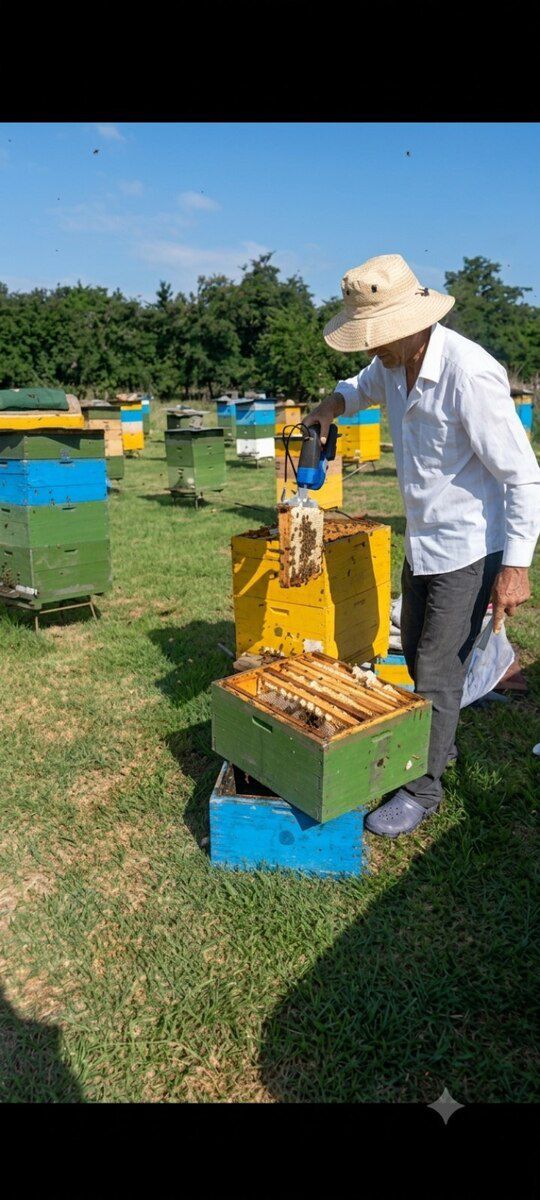 Zaqatala balı 100% natur — Toyuq və xoruz, Zaqatala (2)