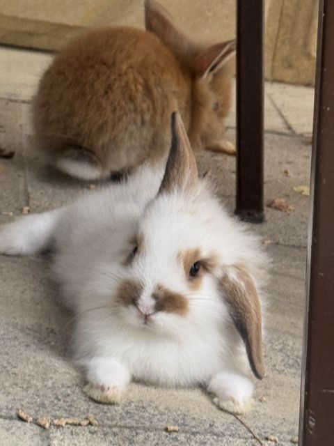 Şirbaş dovşanları — Bakı
