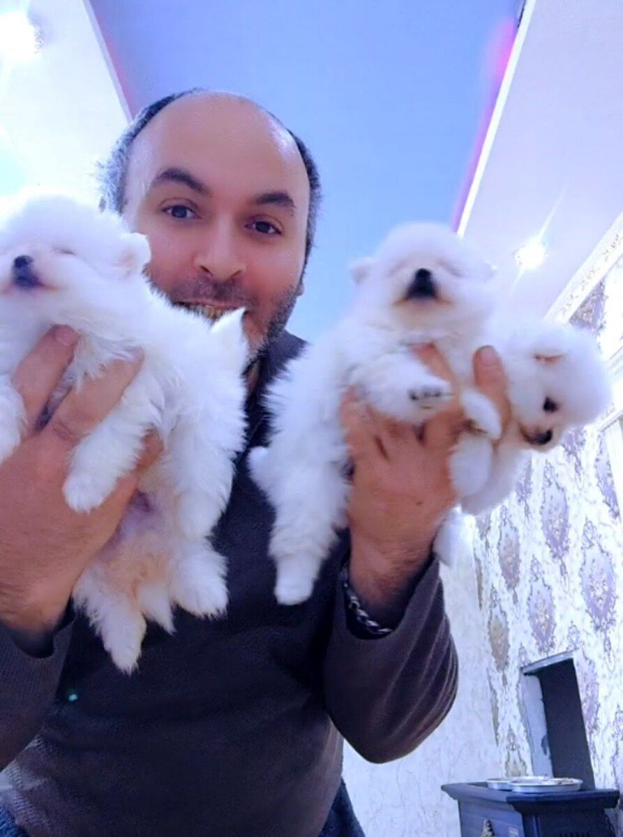 Pomeranian şpits — Heyvanlar, Bakı (5)