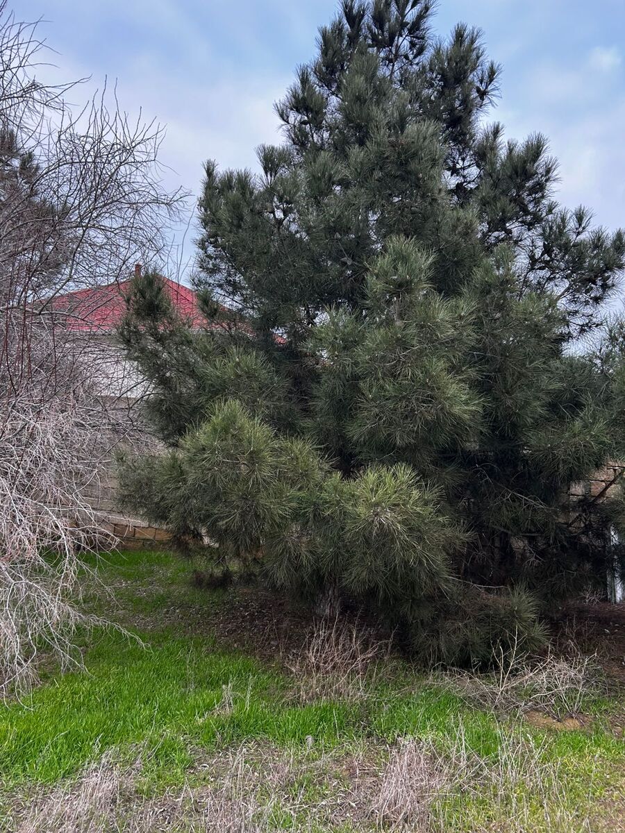 Satılır torpaq 12 sot — Torpaq, Bakı (6)