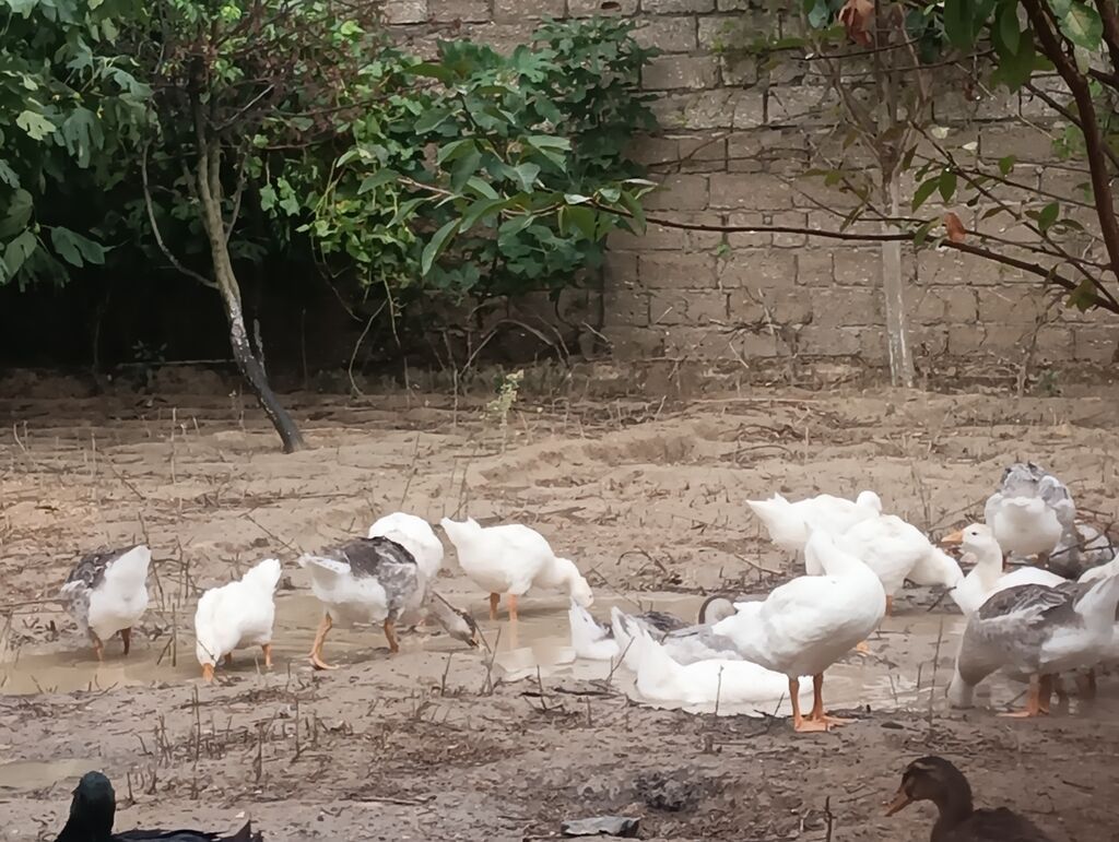 Erkək, Linda, Damazlıq, Ödənişli çatdırılma — Heyvanlar, Digah (5)