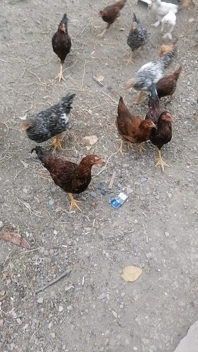 Toyuq — Quşlar, Xaçmaz (4)