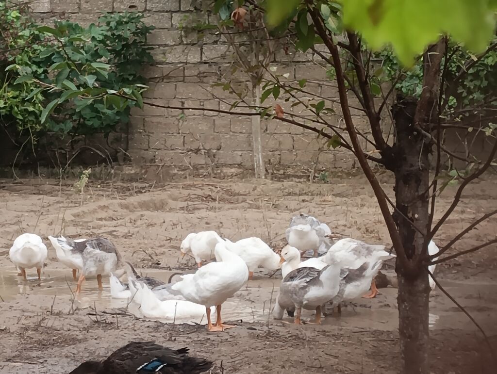 Erkək, Linda, Damazlıq, Ödənişli çatdırılma — Heyvanlar, Digah (4)