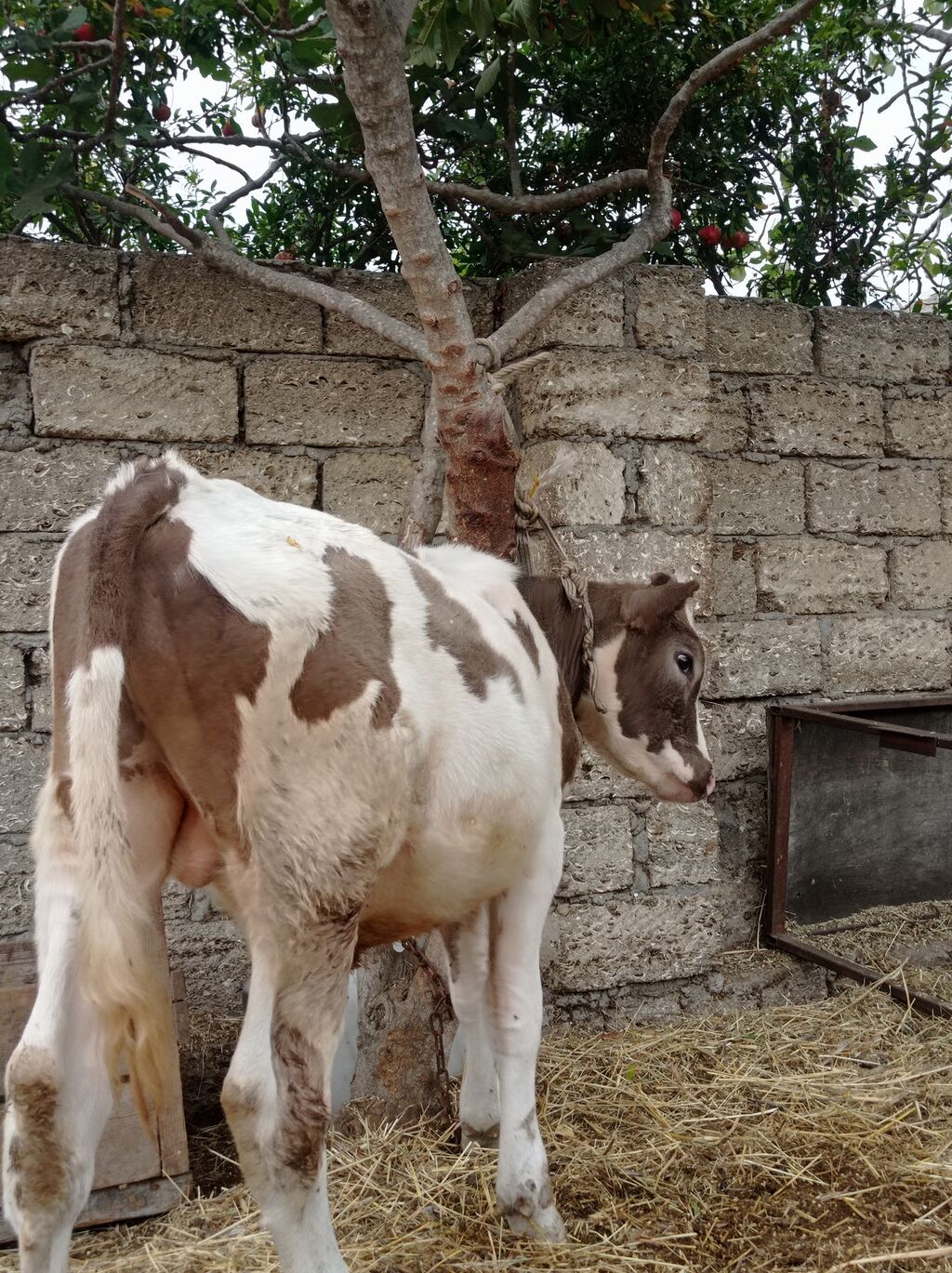 Bir Erkey bir dişisi Erkey 6aylıqdı dişi smental arginal avsdralyadı — Heyvanlar, Digah (4)