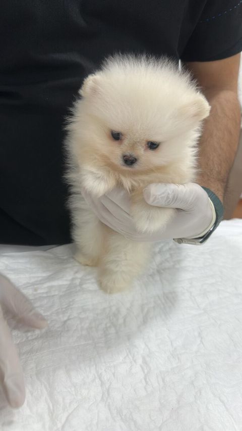 Pomeranian şpits — Bakı