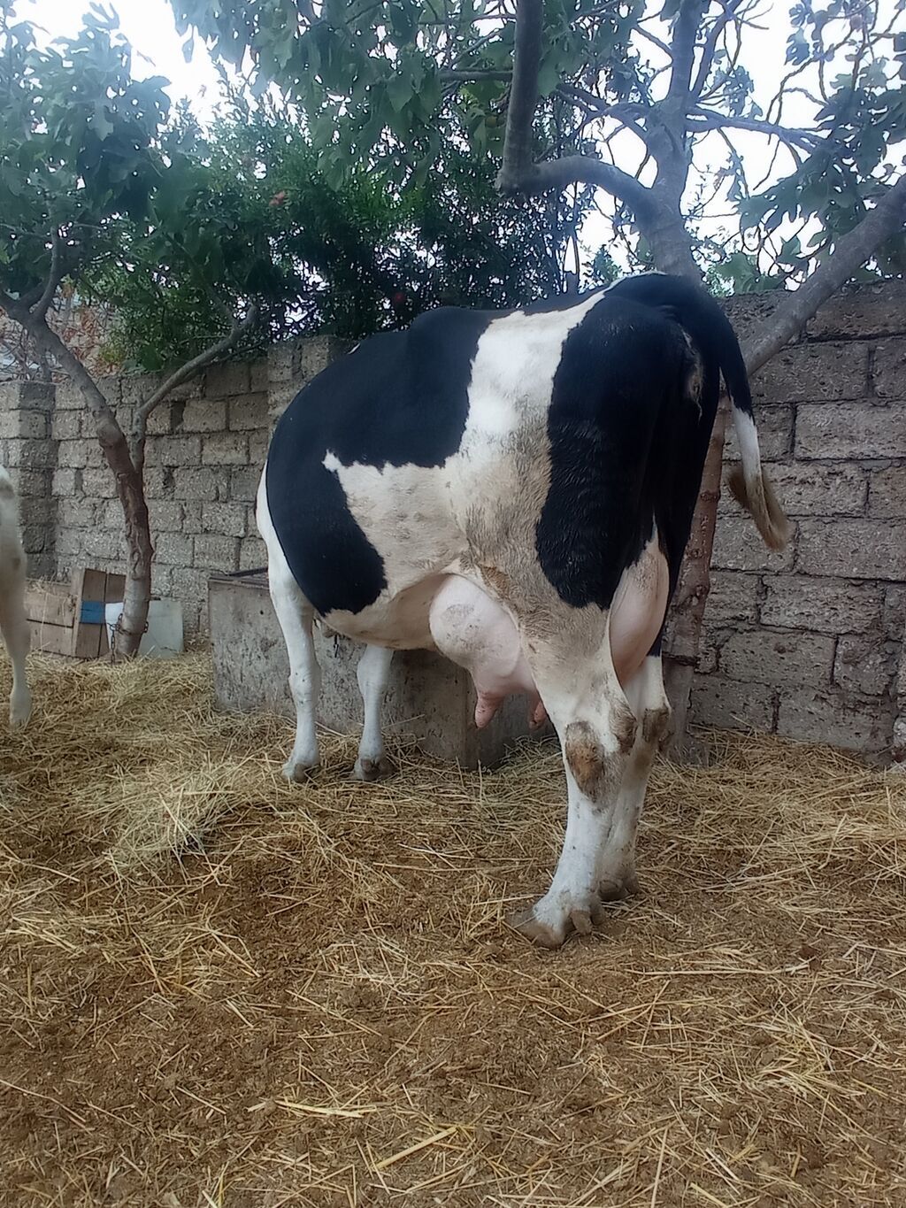 Təzə doğub 3 qarına balası super heyvandı öz qapı malimdı sudu 20 — Heyvanlar, Digah (3)
