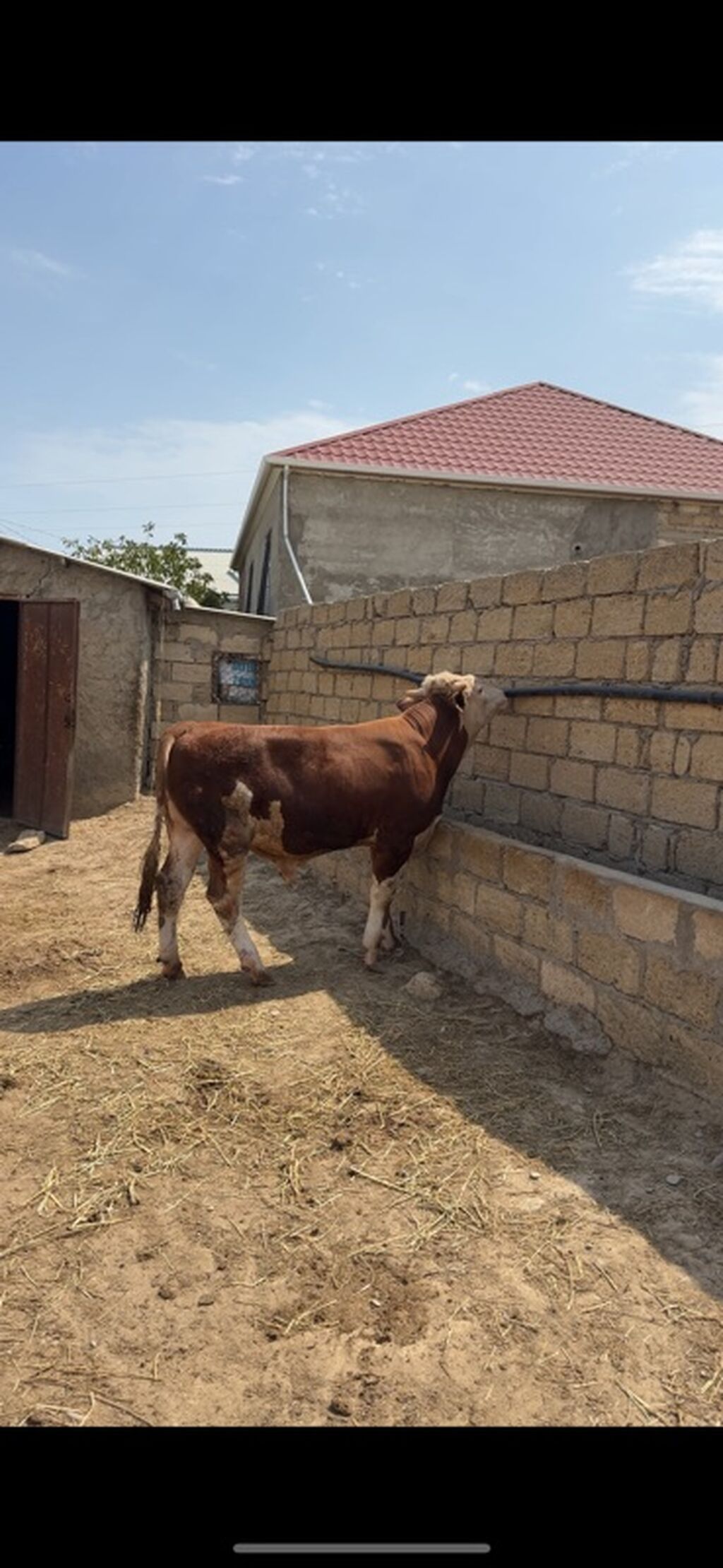 Erkək simmental dana İki baş təmiz qan erkək simmental dana satılır — Heyvanlar, Sumqayıt (4)