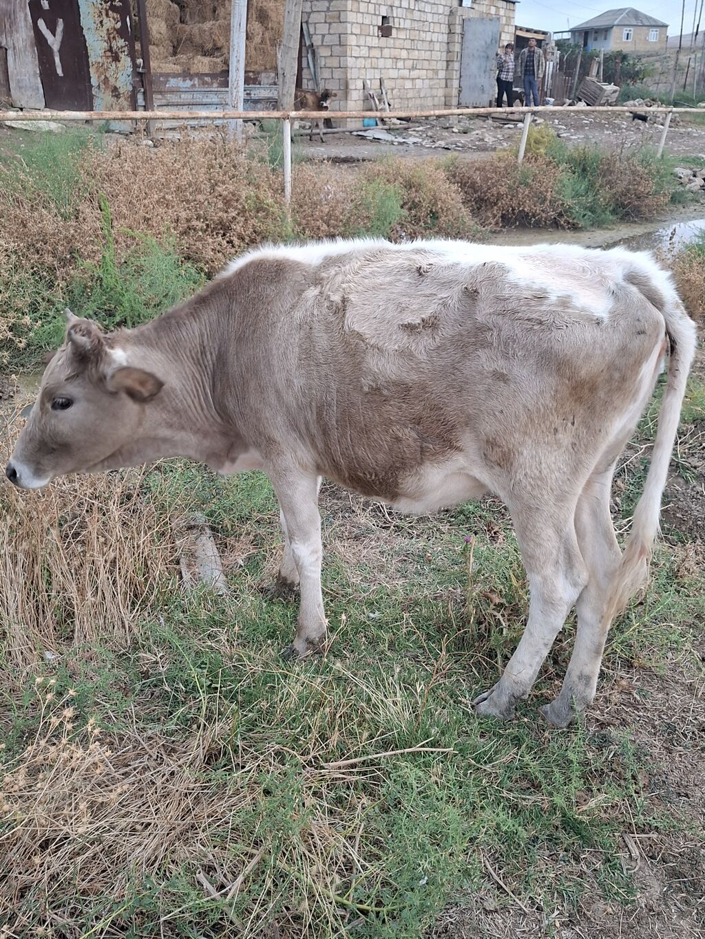 Dana, buzov, Dişi, ay: 6, Damazlıq — Heyvanlar, Şamaxı (3)