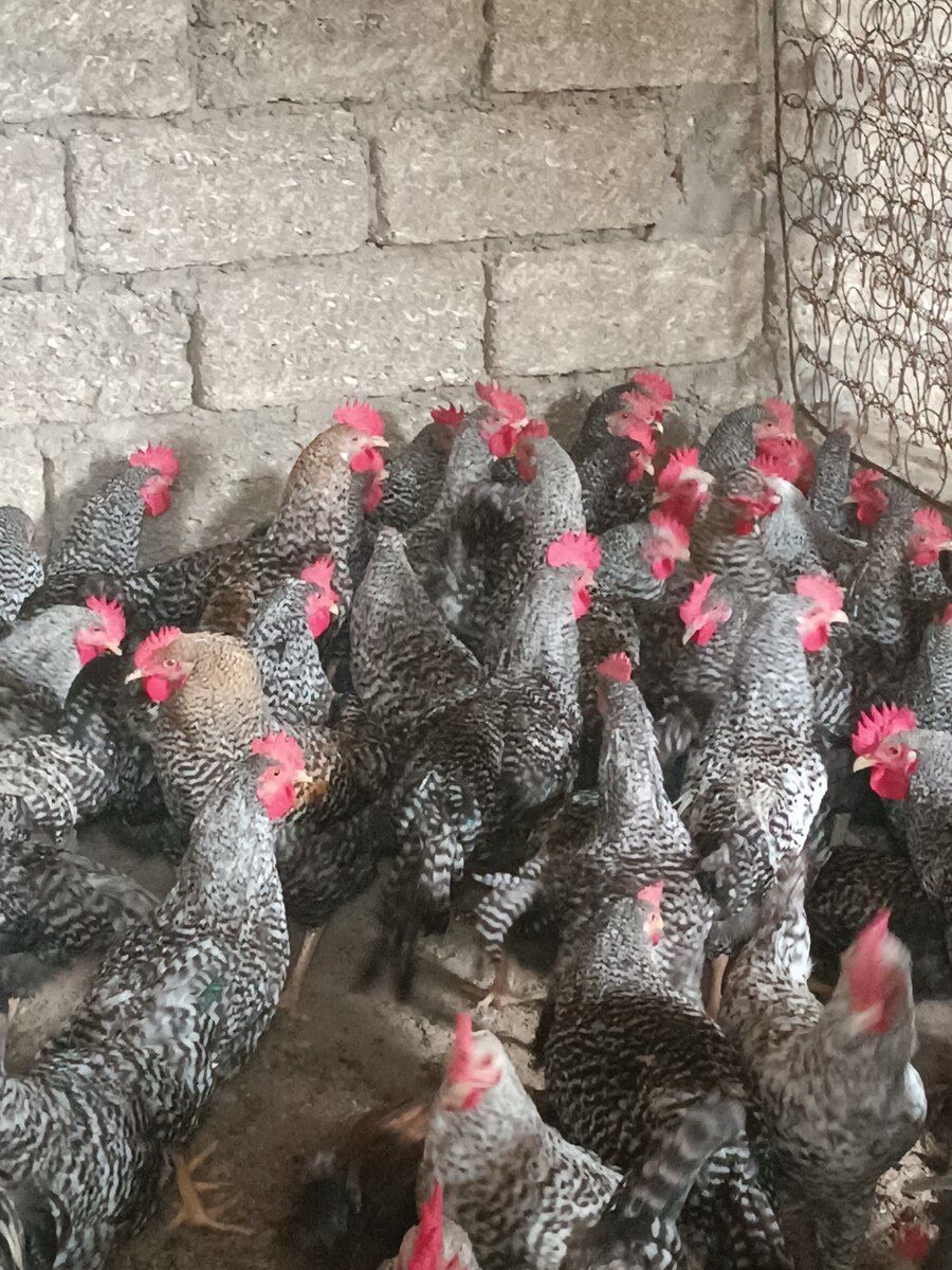 Xoruzlar — Quşlar, Bakı (2)