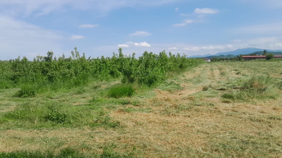 Satılır torpaq 150 sot — Torpaq, Quba (5)