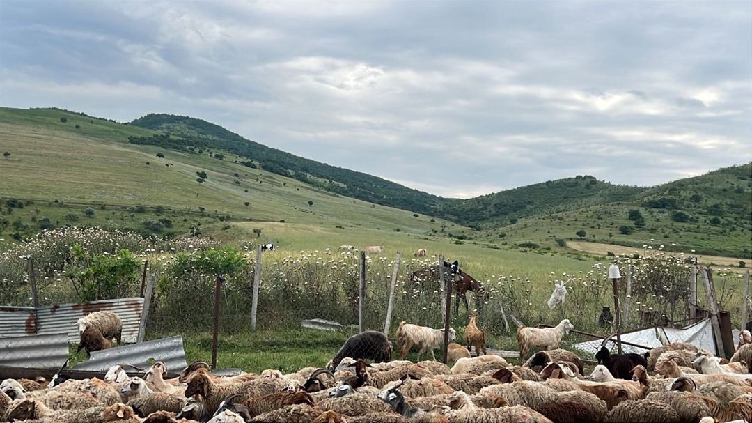 100000 sot torpaq sahəsi, Şabran r — Torpaq, Şabran (5)