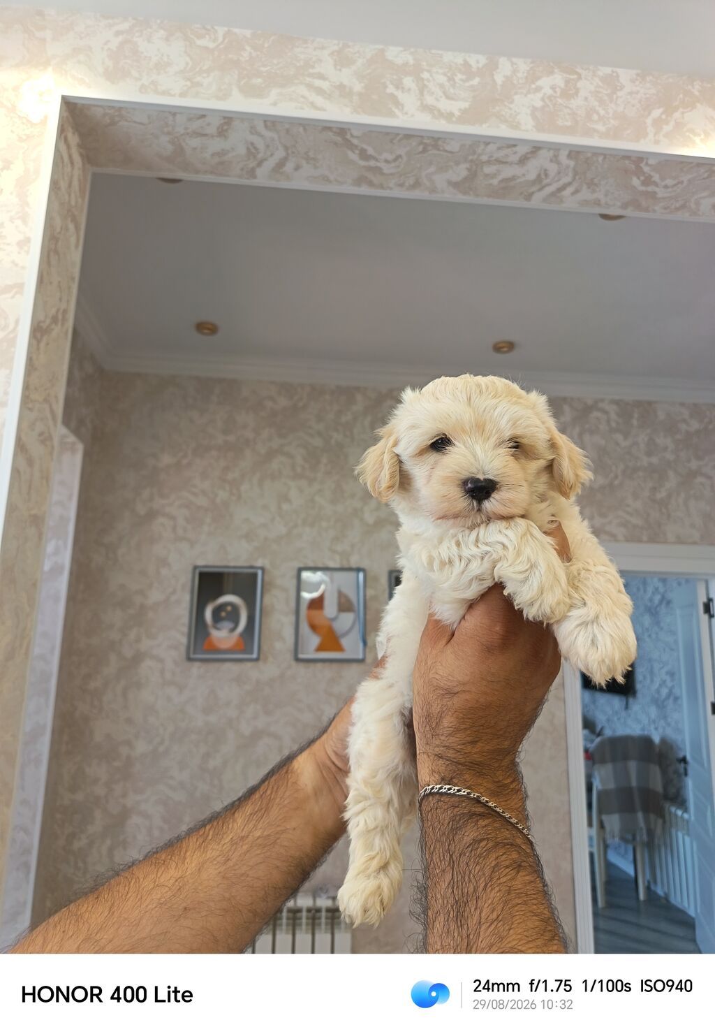 Pudel, 2 ay, Erkək, Peyvəndli, Pulsuz çatdırılma — Heyvanlar, Novxanı (3)