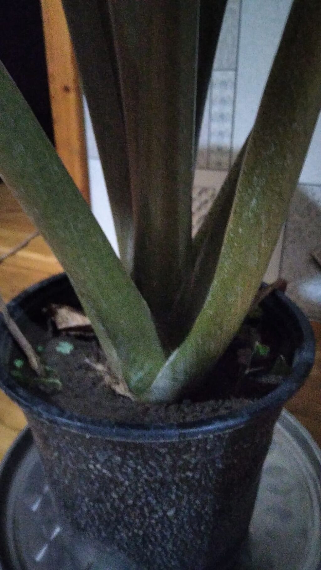 Böyük ölçülü otaq bitkisi – Dieffenbaxiya (Dieffenbachia) - Qalın — Çiçəklər, Bakı (3)