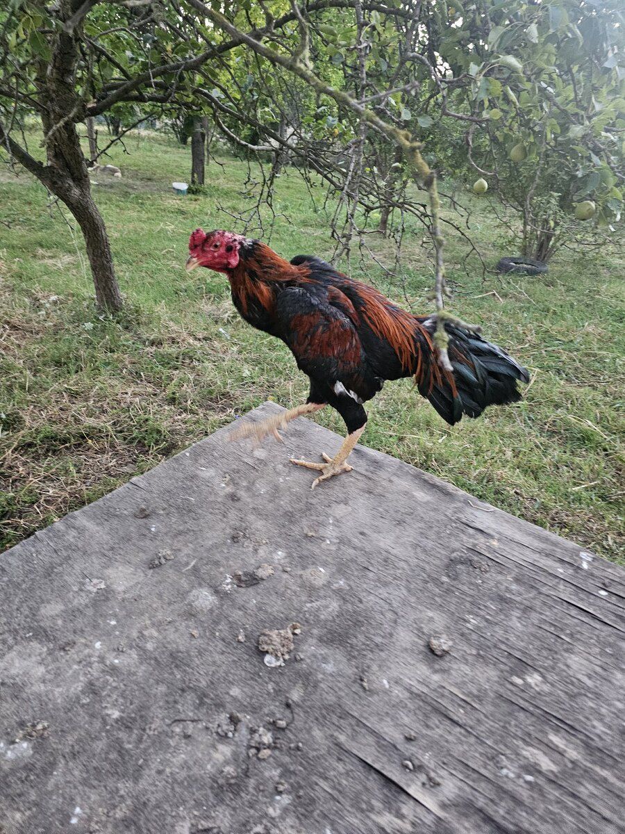 Heyratı toyuq — Quşlar, Ağcabədi (2)