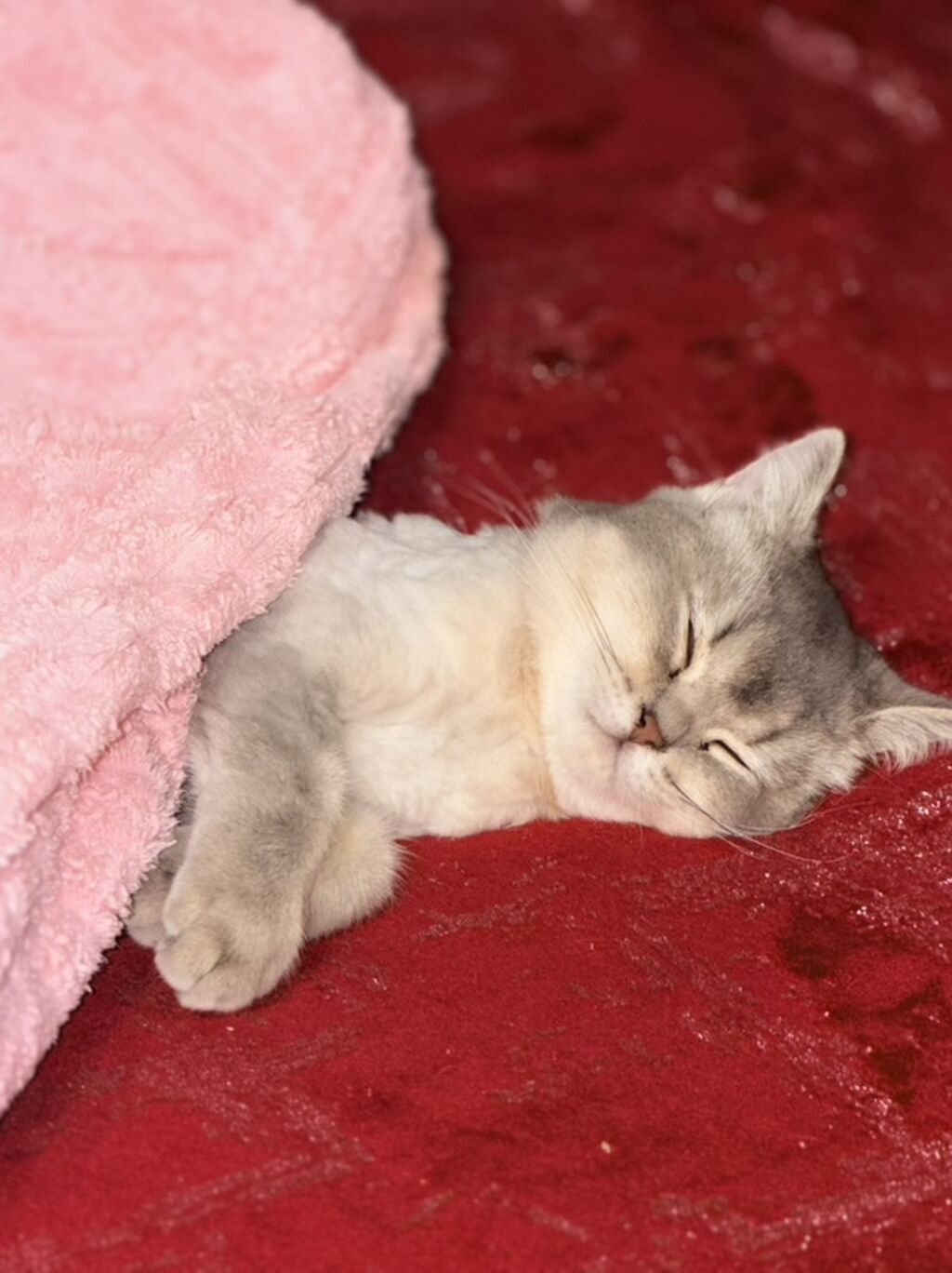 Şinşilla, Dişi, Ünvandan götürmə — Pişiklər, Digah (3)
