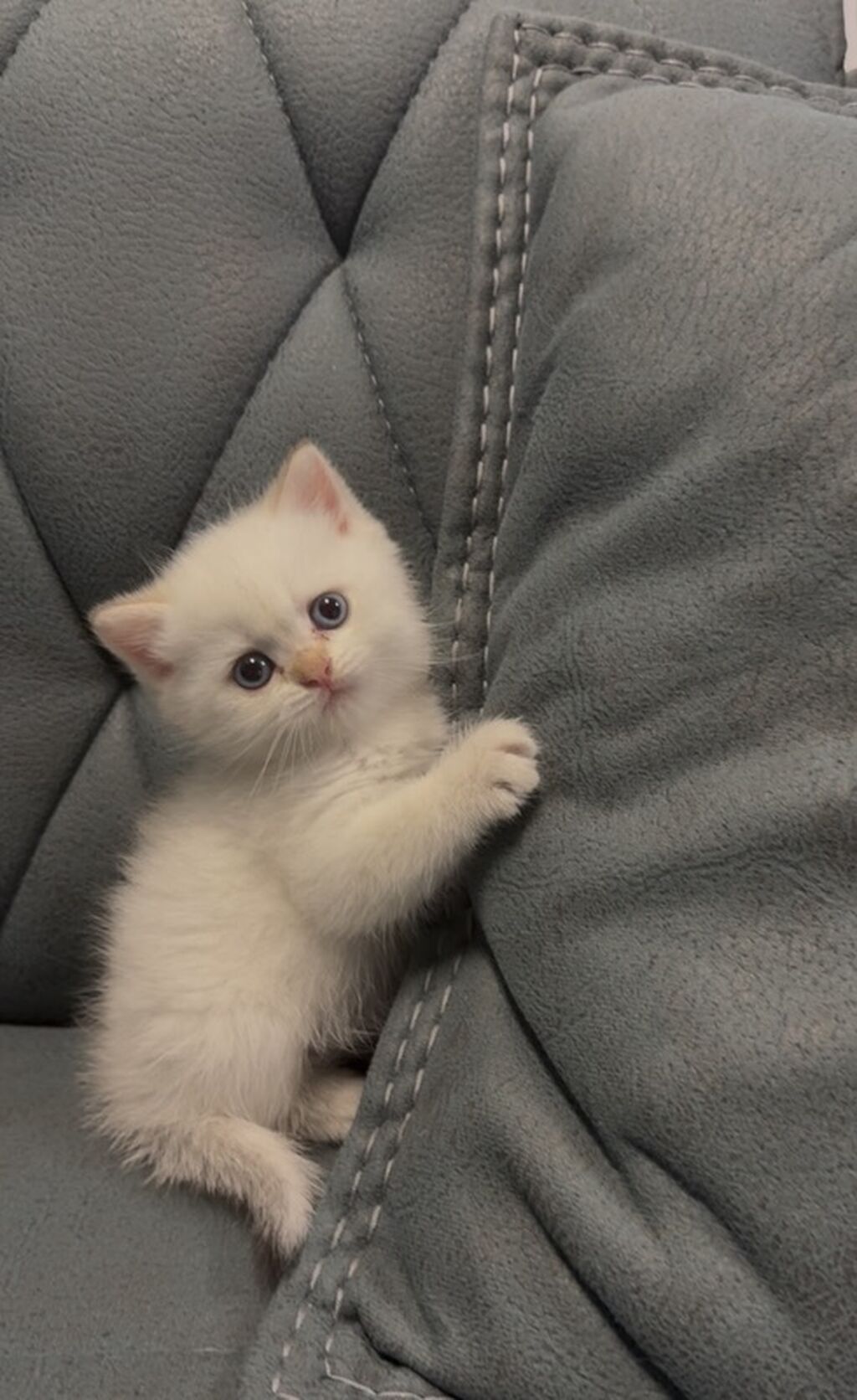 Britan, Erkək, Yaxşı əllərə — Pişiklər, Bakı (3)
